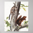 Search for squirrel posters Vintage