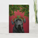 Search for black lab christmas cards Black labrador retriever