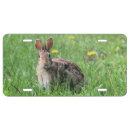 Search for bunny rabbit license plates Cute