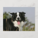 Search for headshot postcards Canine photographer
