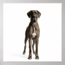 Search for great dane gifts Brindle
