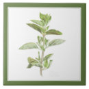 Search for herb tiles Culinary