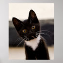 Search for tuxedo cat gifts Animal