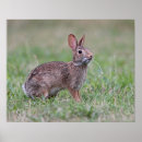 Search for rabbits photography posters wildlife