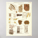 Search for vintage frog posters Amphibians