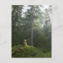 Search for bulgaria postcards Nature