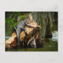 Search for louisiana postcards Cajun