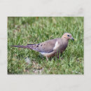 Search for mourning dove Animals