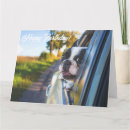 Search for french bulldog birthday cards Dogs