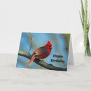 Search for photo of a cardinal Red bird