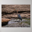 Search for great blue heron gifts Missouri