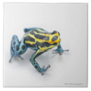 Search for frog tiles Cold blooded