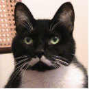 Search for black cat photo statuettes Animal