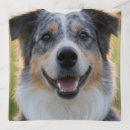 Search for photo tray Pet