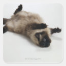 Search for siamese cat crafts party Animal