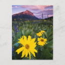Search for crested butte postcards Jaynes gallery
