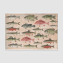 Search for fish tissue paper Freshwater