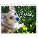 Search for bunny butt Corgi