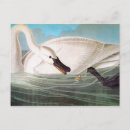 Search for audubon birds of america postcards Swan