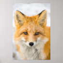 Search for fox posters Animal