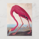Search for audubon birds of america postcards Flamingo