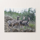 Search for goat puzzles Wildlife