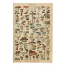 Search for mushroom art Fungus
