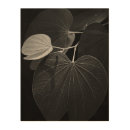 Search for photosynthesis posters Botany