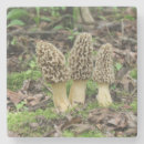 Search for morel mushroom gifts Fungus