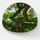 Search for angel oak tree Charleston