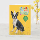 Search for boston terrier birthday Pets