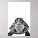 Search for turtle posters art