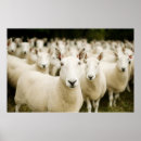 Search for farm scene posters Sheep