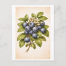 Search for blueberry postcards Vintage