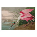 Search for roseate spoonbill posters John james audubon