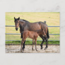Search for horse postcards Equestrian