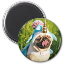Search for pug magnets pet