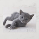 Search for blue cat postcards Baby animal