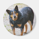 Search for blue heeler gifts Australian