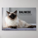 Search for balinese cat kitten
