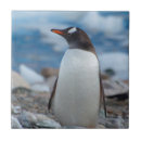Search for penguin tiles Antarctica
