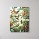 Search for hummingbird gifts Tropical birds