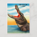 Search for vintage alligator postcards Travel