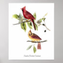 Search for female cardinal art Red