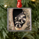 Search for raccoon ornaments Baby animals