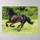 Search for friesian horse art Breed