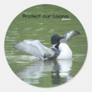 Search for loon stickers Nature