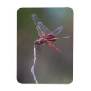 Search for dragonfly magnets Wings