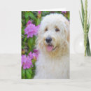 Search for goldendoodle cards Garden