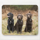 Search for labrador retriever gifts Animals